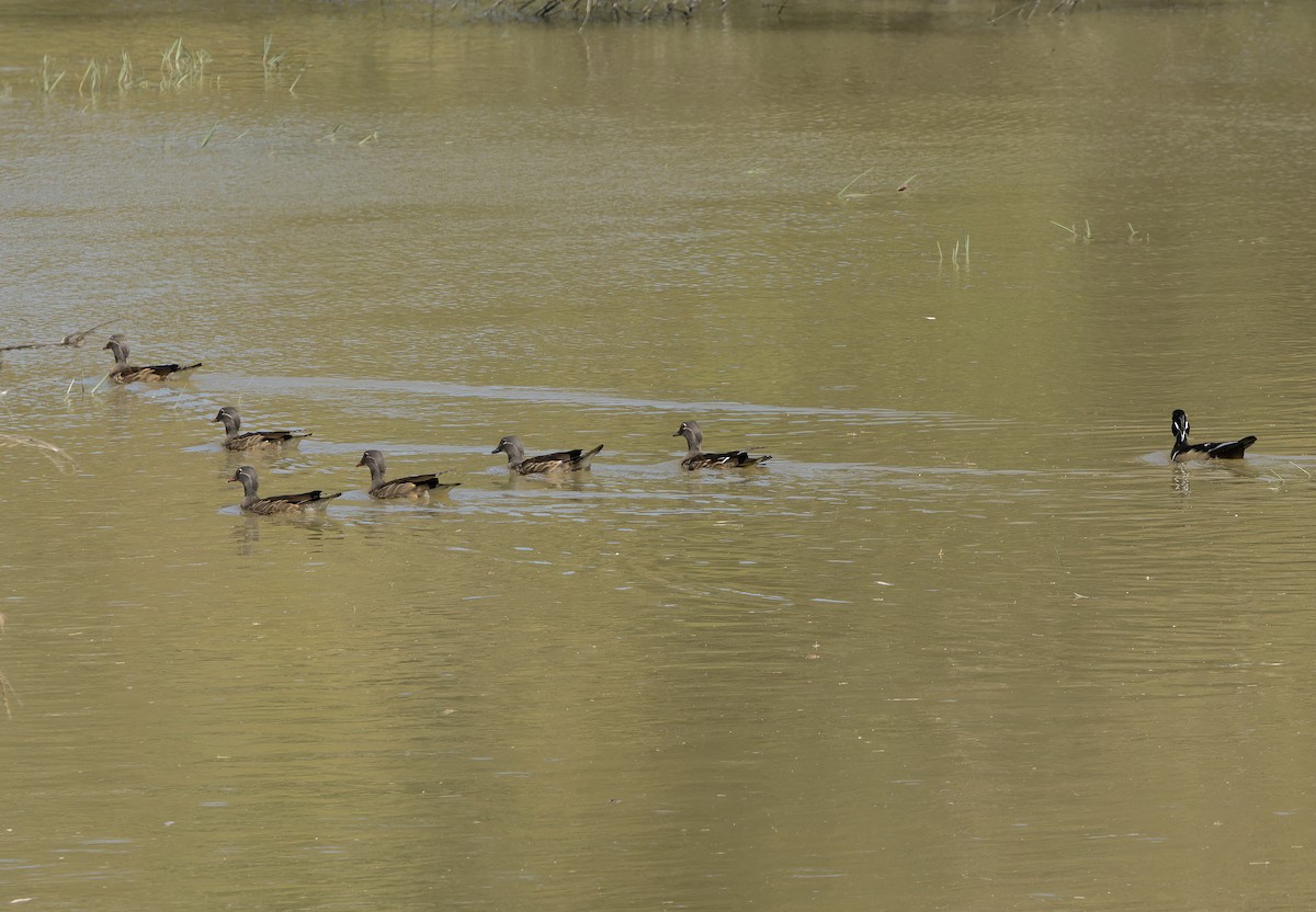 Mandarin Duck - ML641504039