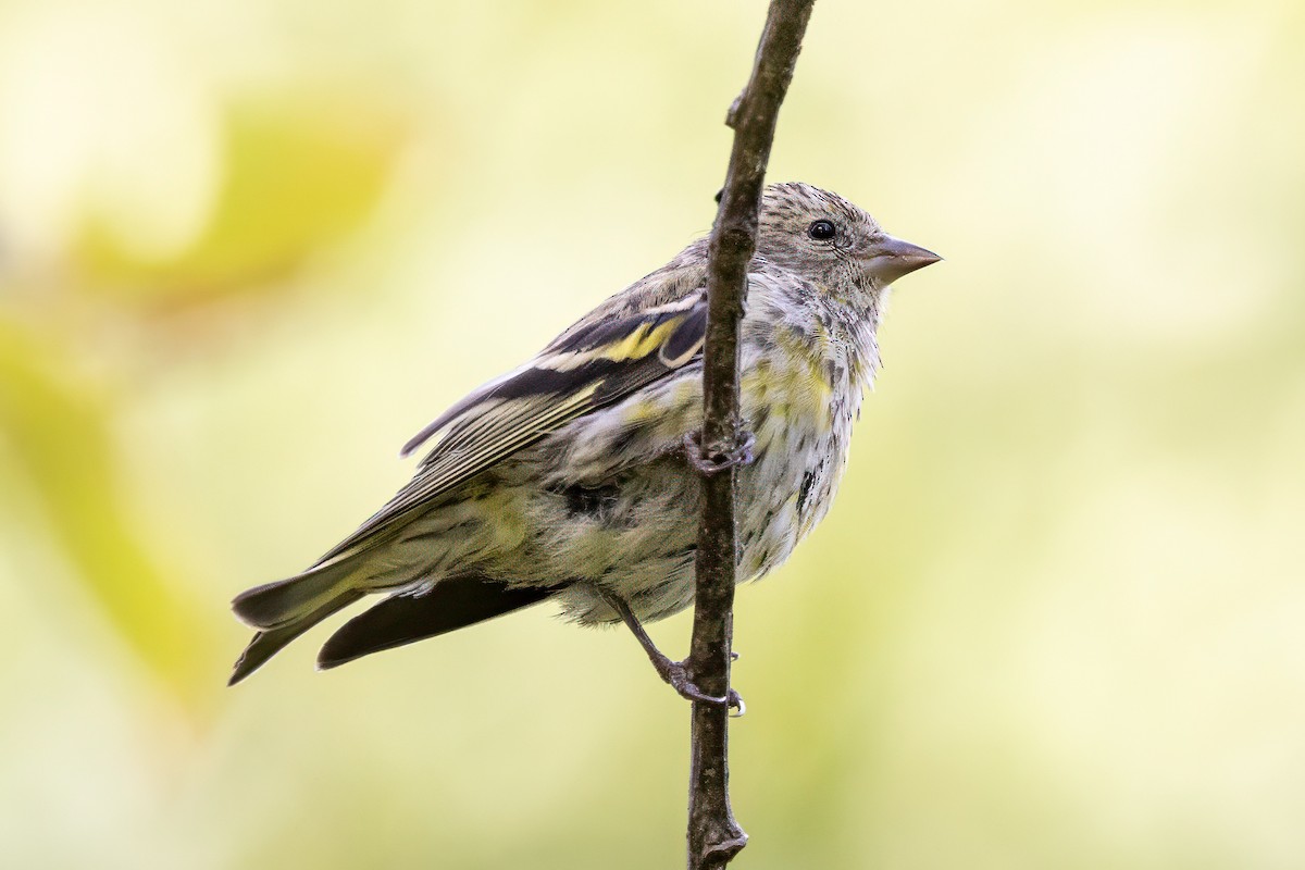 Eurasian Siskin - ML641504060