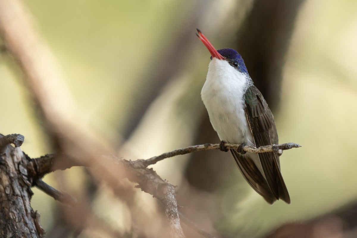 Violet-crowned Hummingbird - ML641504063