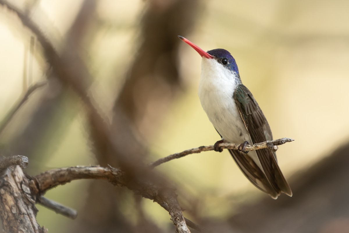 Violet-crowned Hummingbird - ML641504064