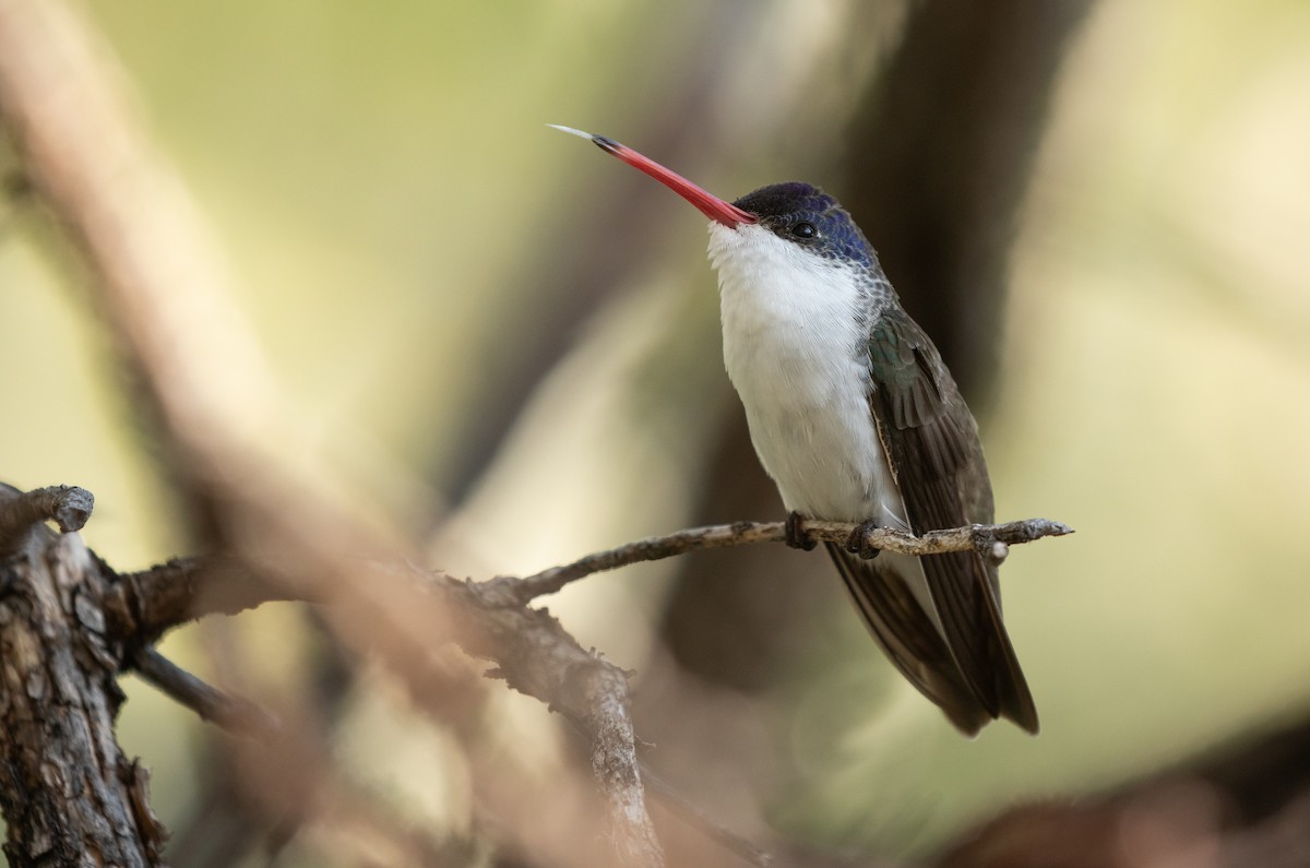 Violet-crowned Hummingbird - ML641504065