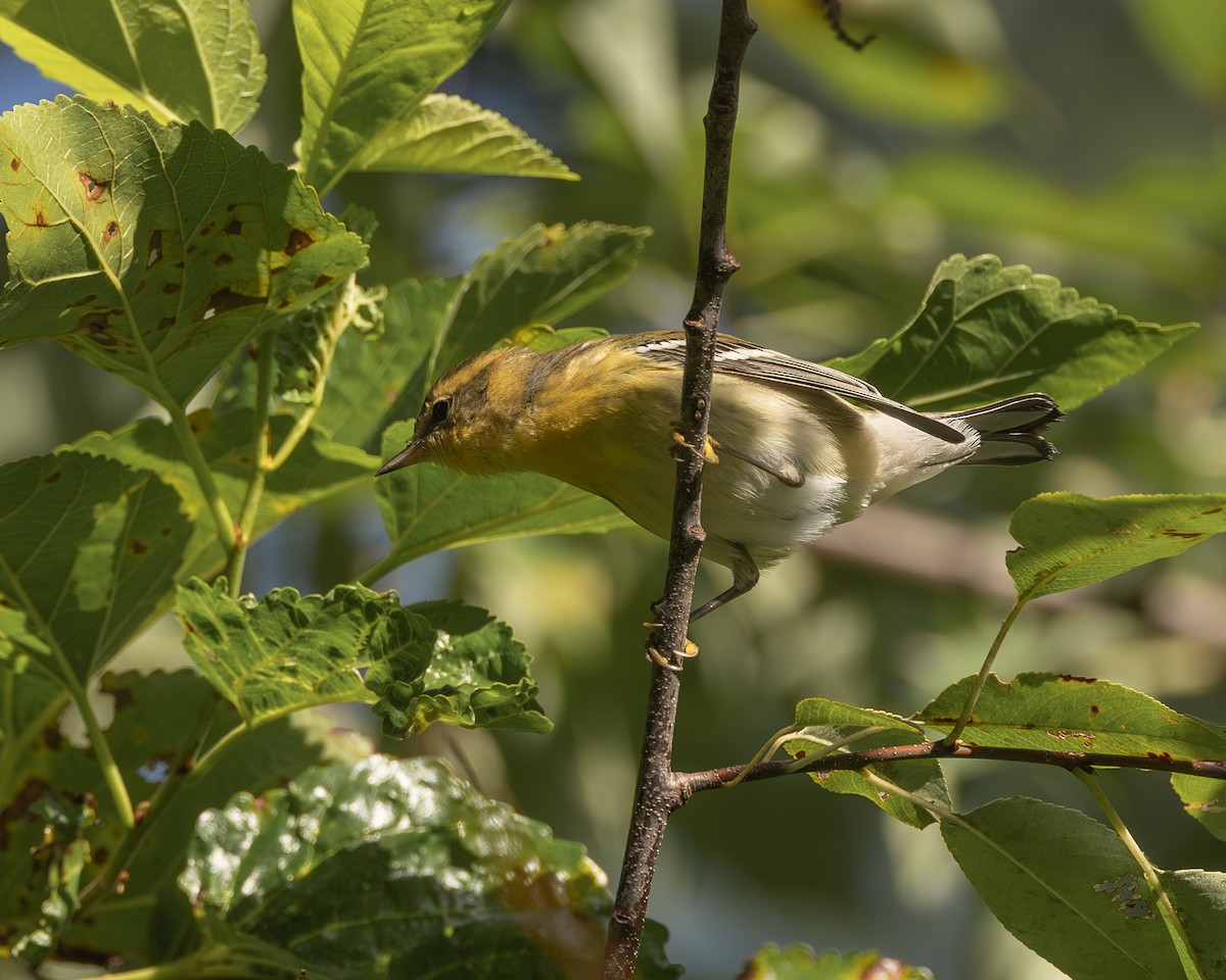 Blackburnian Warbler - ML641504078