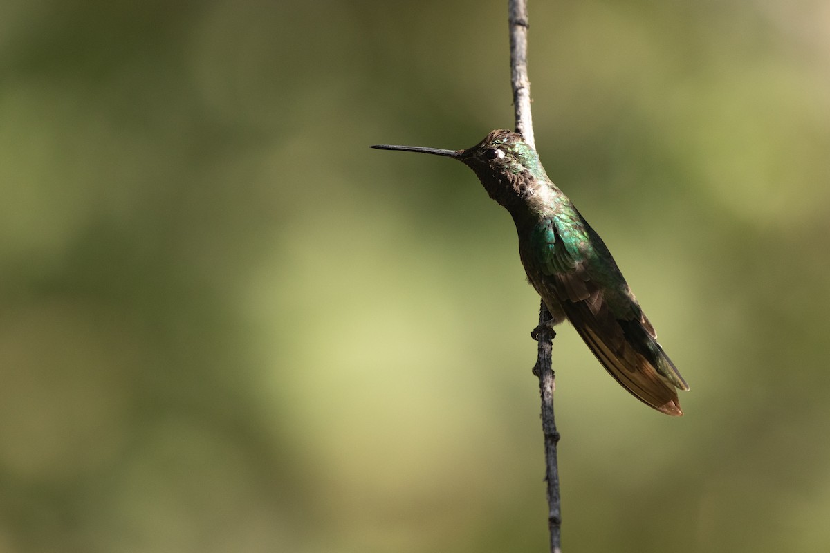 Rivoli's Hummingbird - ML641504088