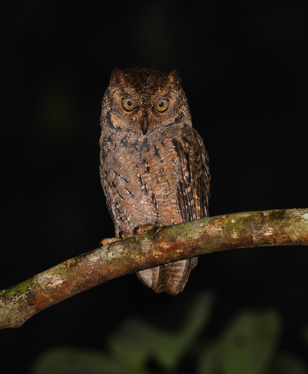 Seychelles Scops-Owl - ML641504097