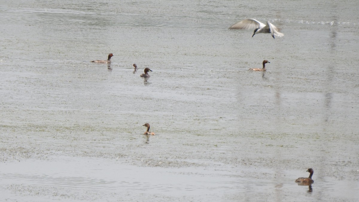 Little Grebe - ML641504101