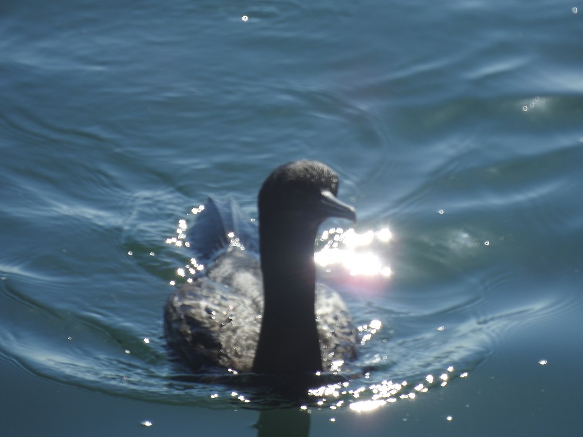 Brandt's Cormorant - ML641504118