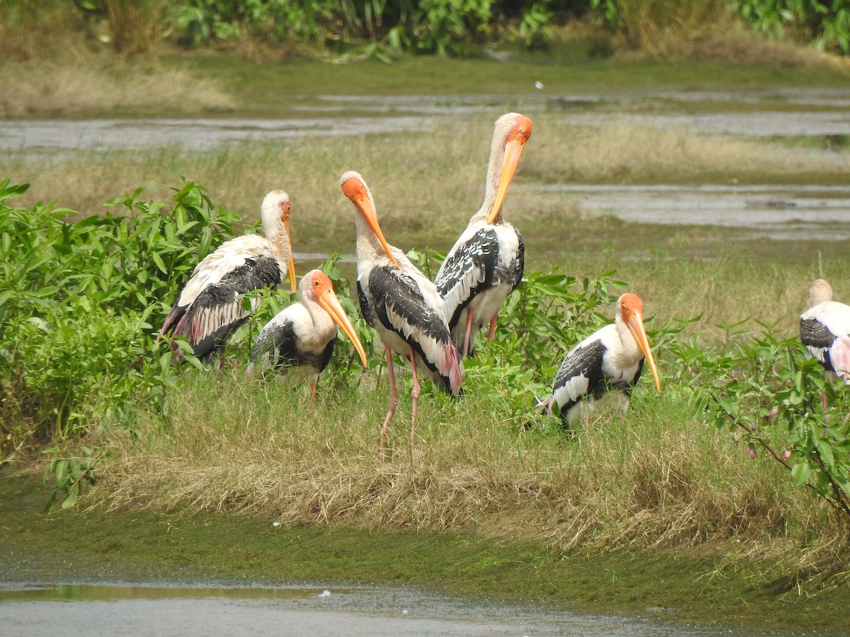 Painted Stork - ML641504131