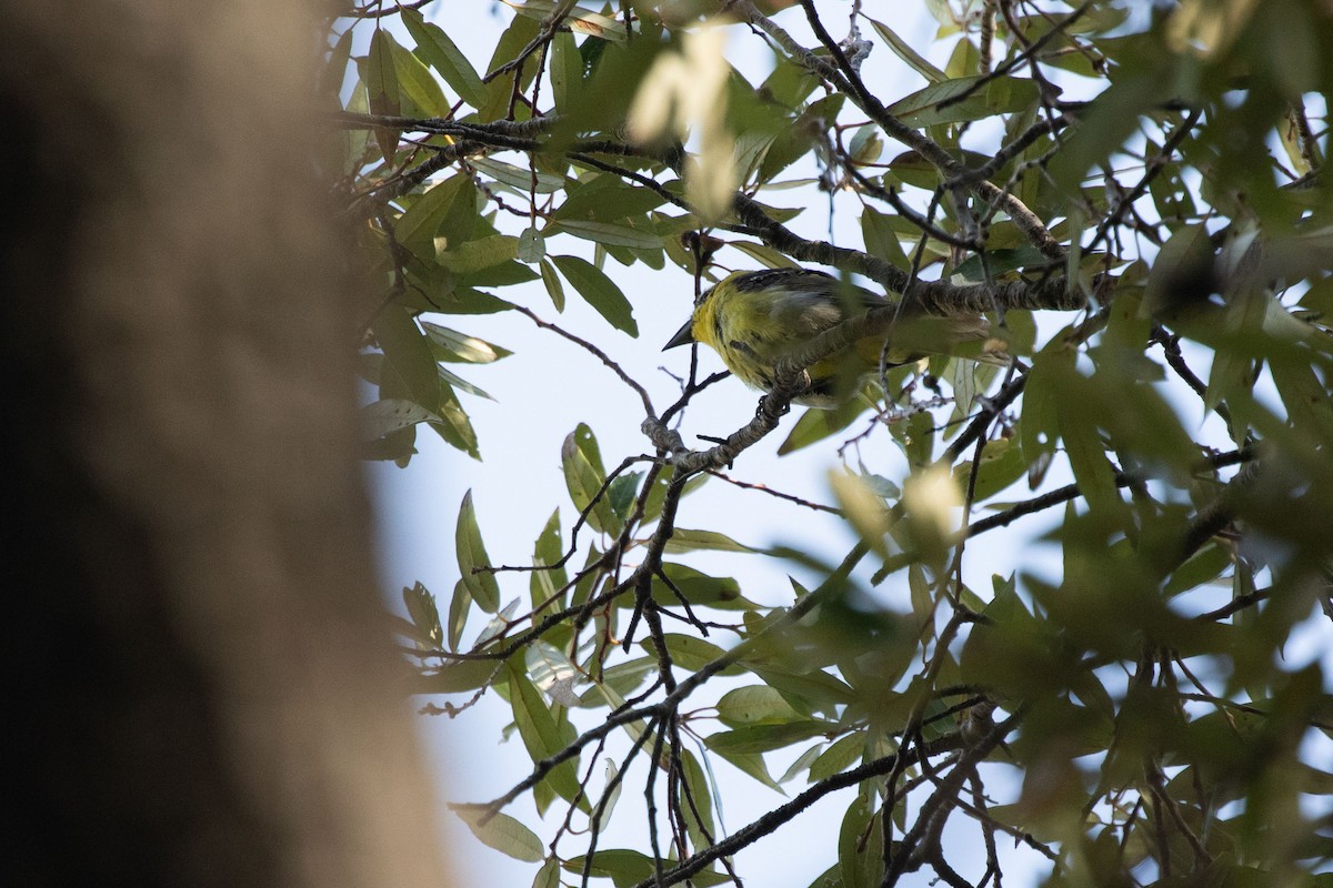 Flame-colored Tanager - ML641504134