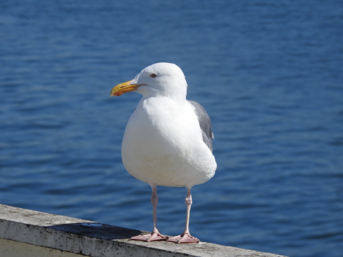 Western Gull - ML641504139