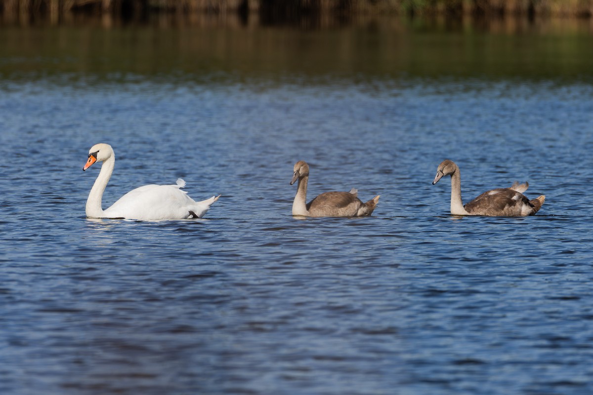 Хуруут хун - ML641504140