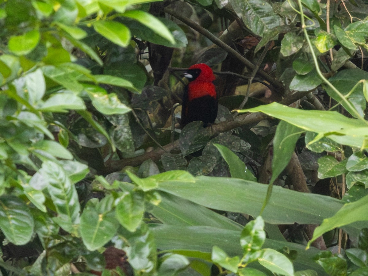 Masked Crimson Tanager - ML641504159