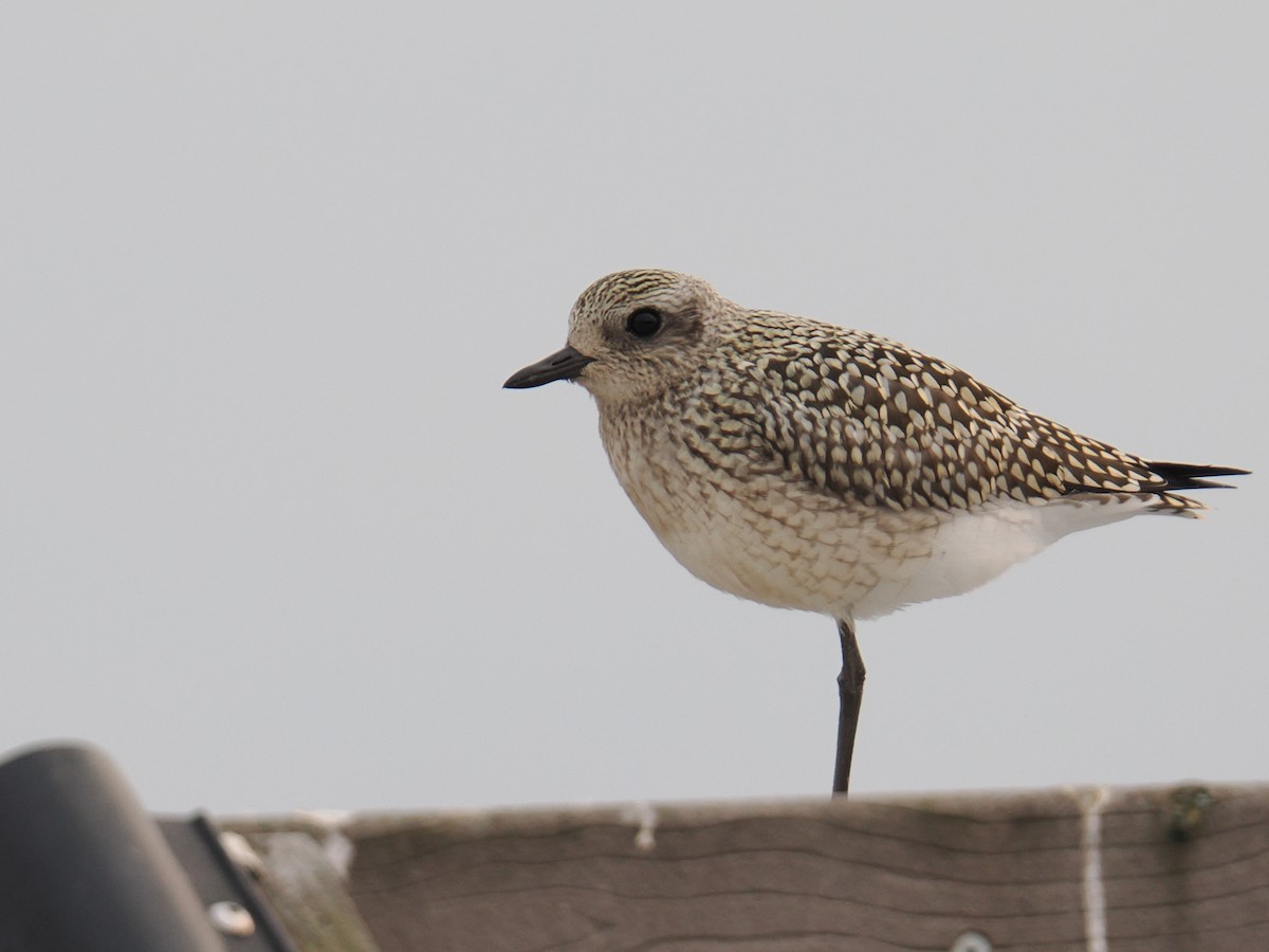 Black-bellied Plover - ML641504166