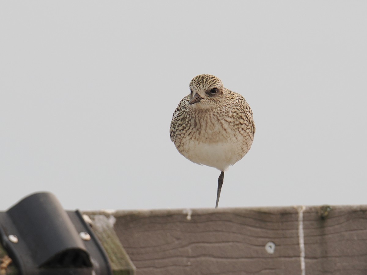 Black-bellied Plover - ML641504167