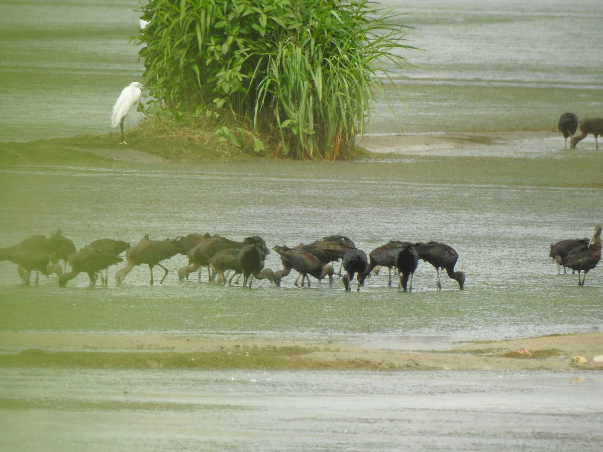 Glossy Ibis - ML641504173