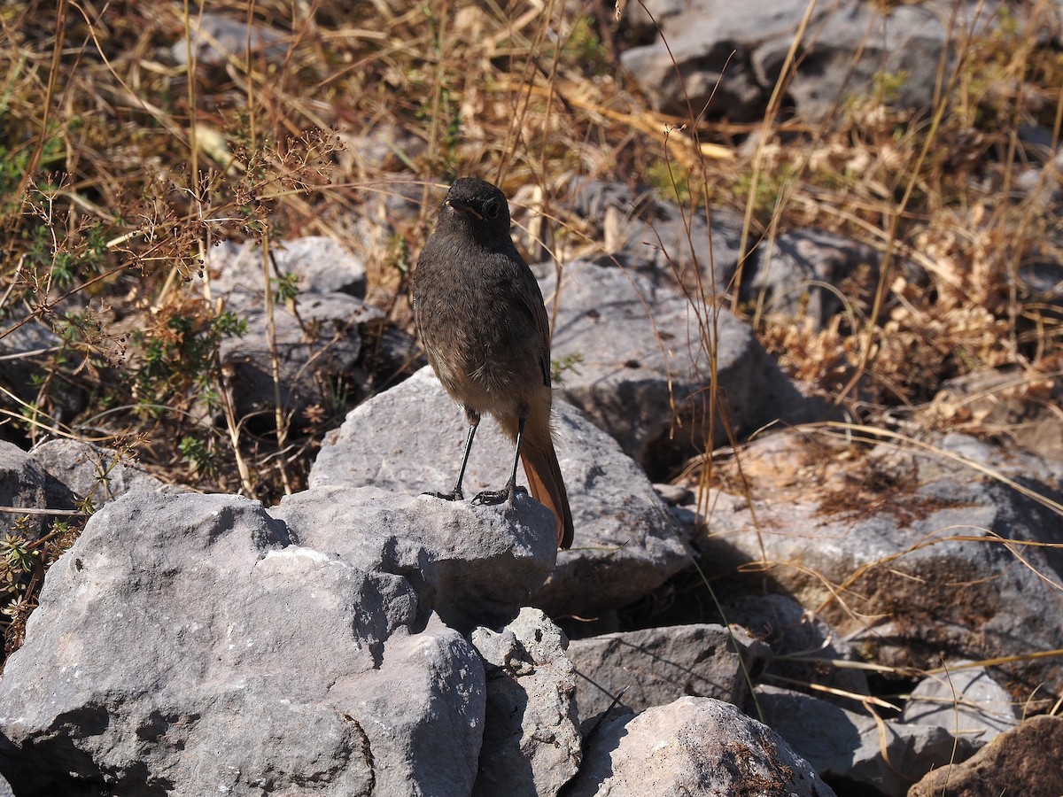 Buztangorri iluna - ML641504178