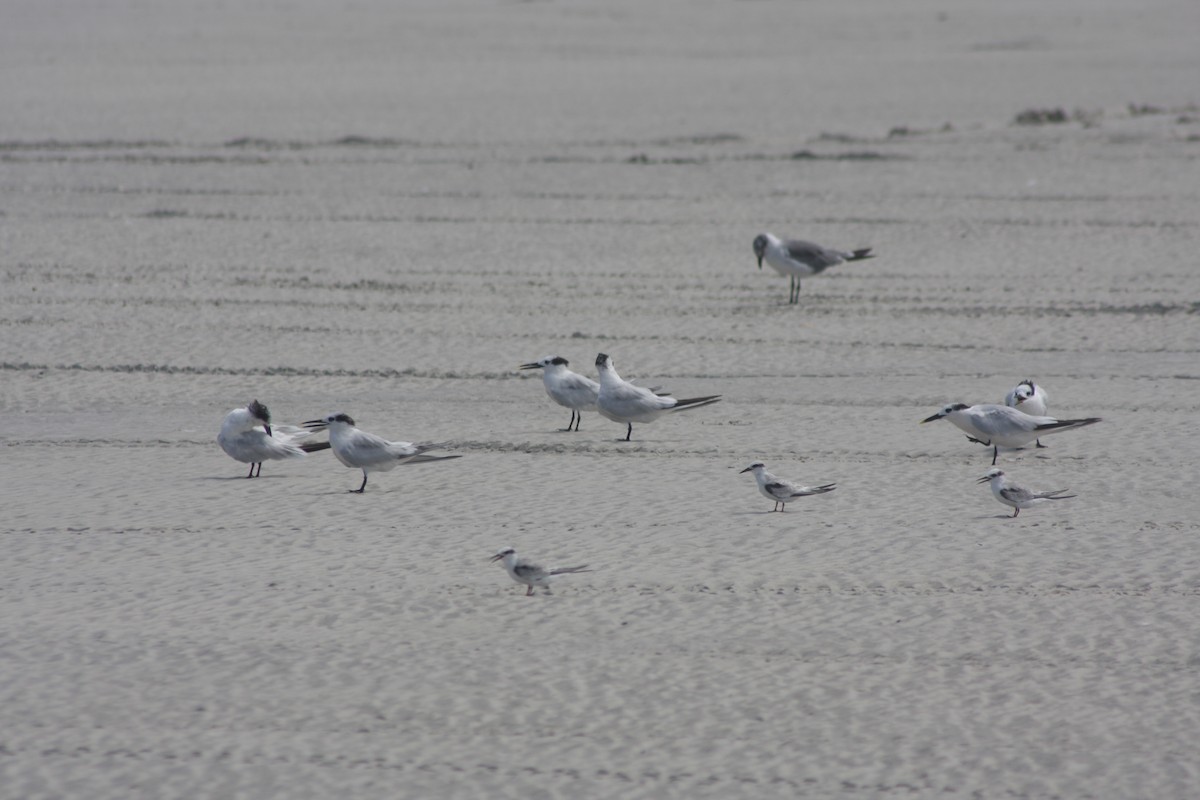 Sandwich Tern - ML641504184