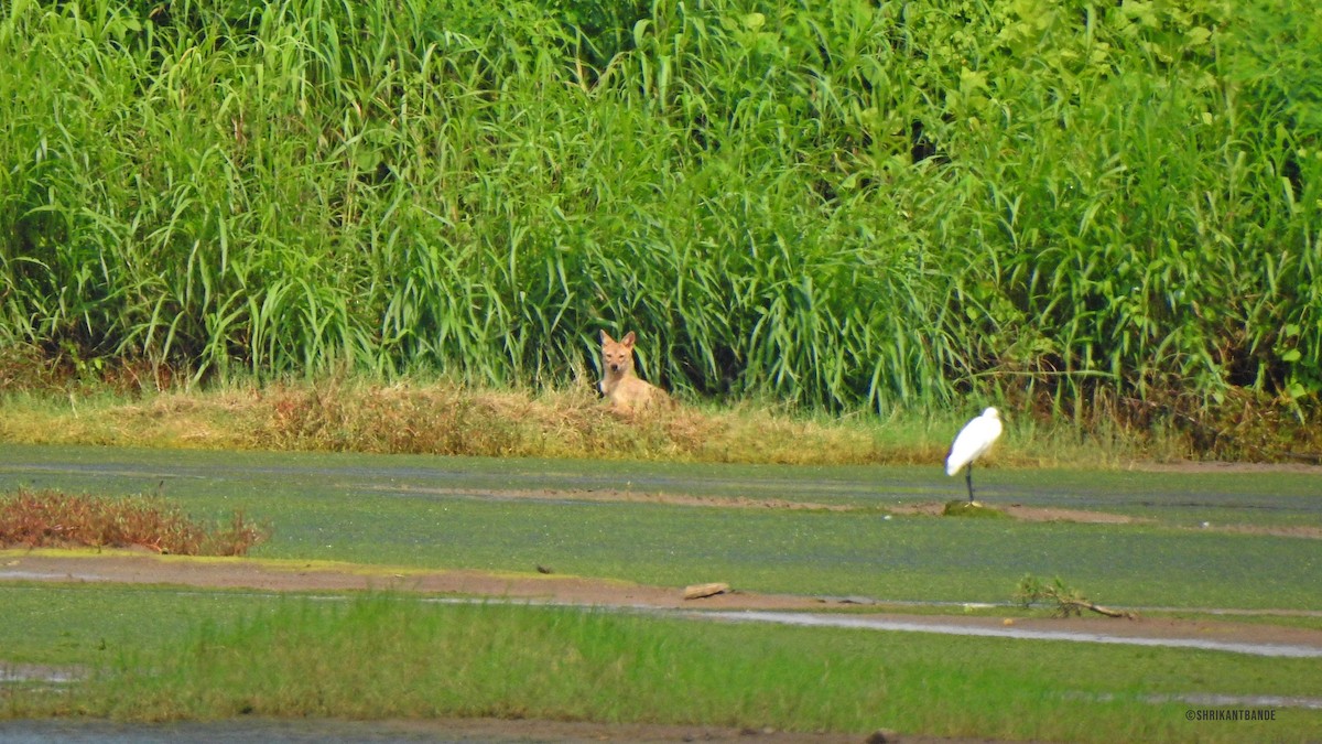 Little Egret - ML641504212