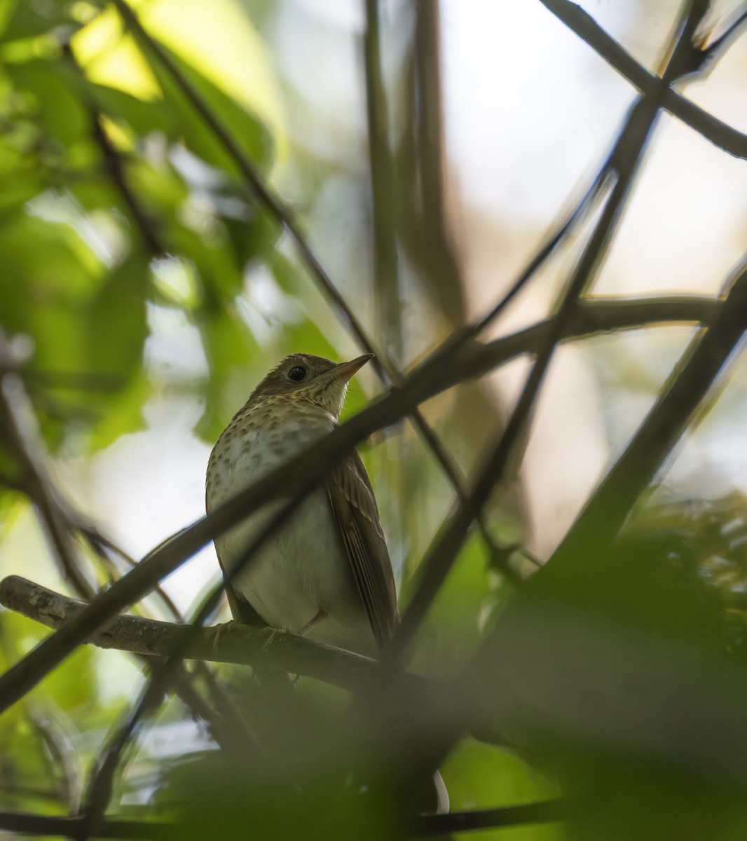 Veery - ML641504227