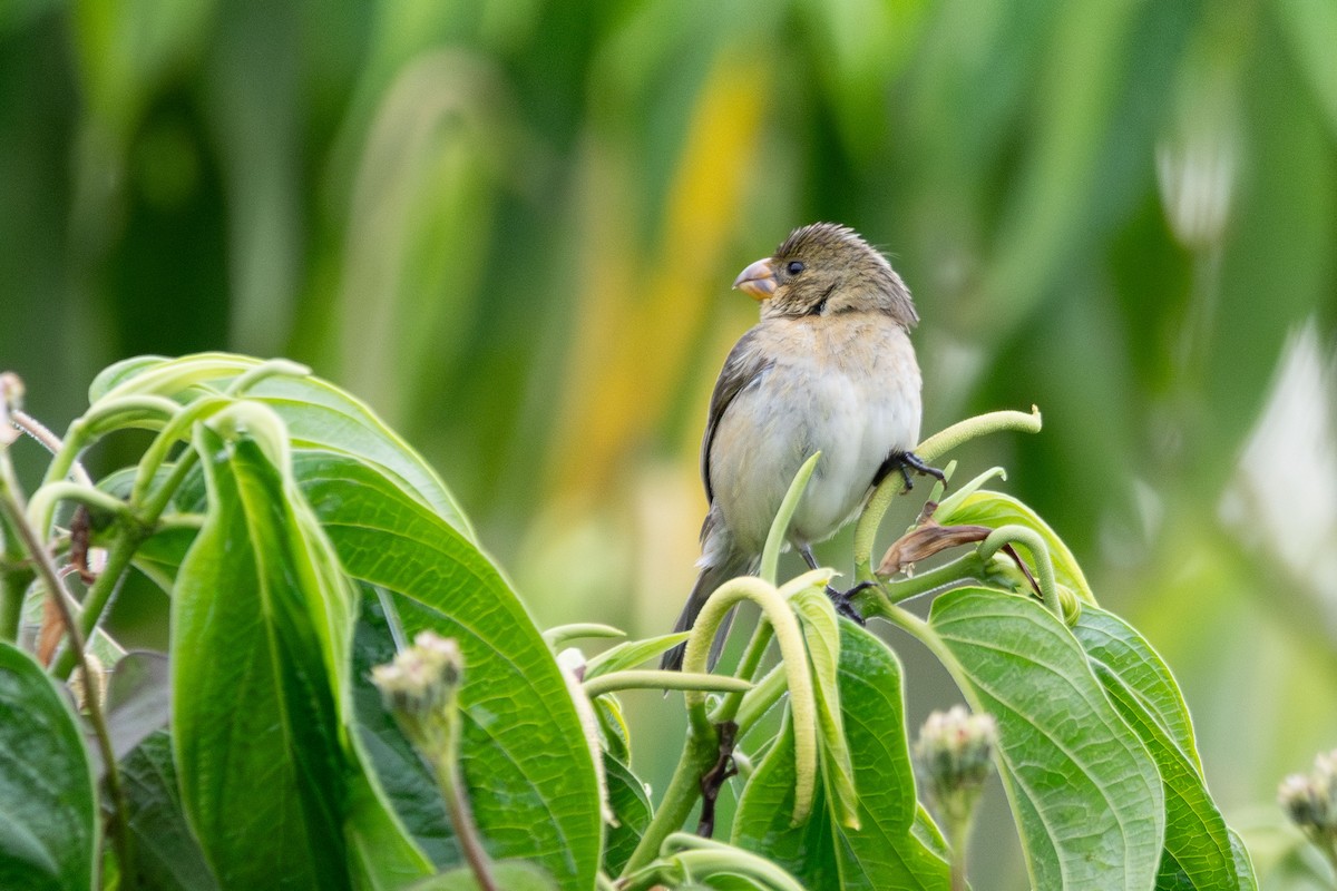 Gray Seedeater - ML641504280