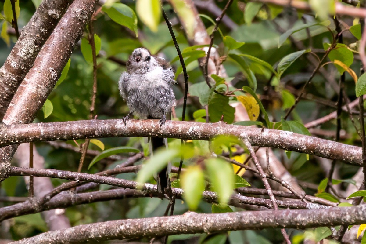 Long-tailed Tit - ML641504289