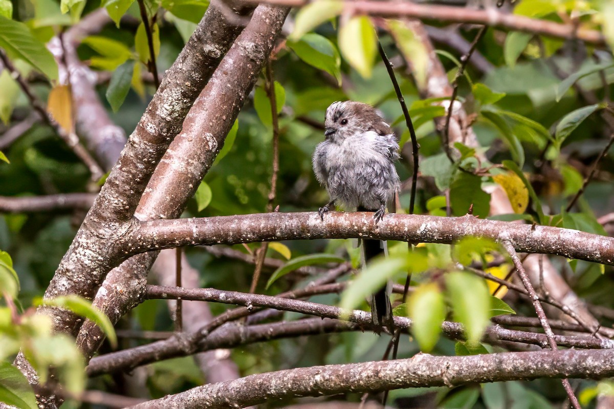 Long-tailed Tit - ML641504292