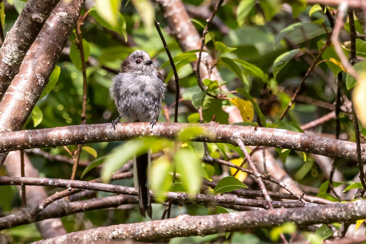 Long-tailed Tit - ML641504298