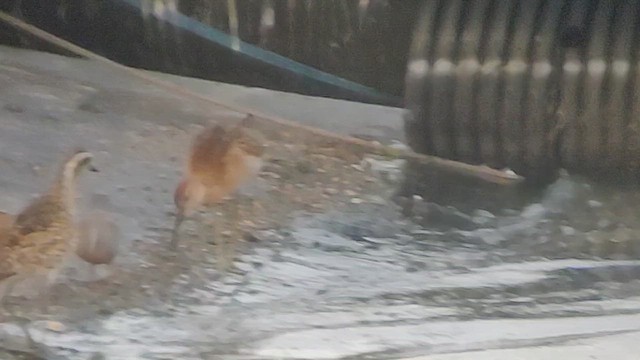 Ruff - ML641504304