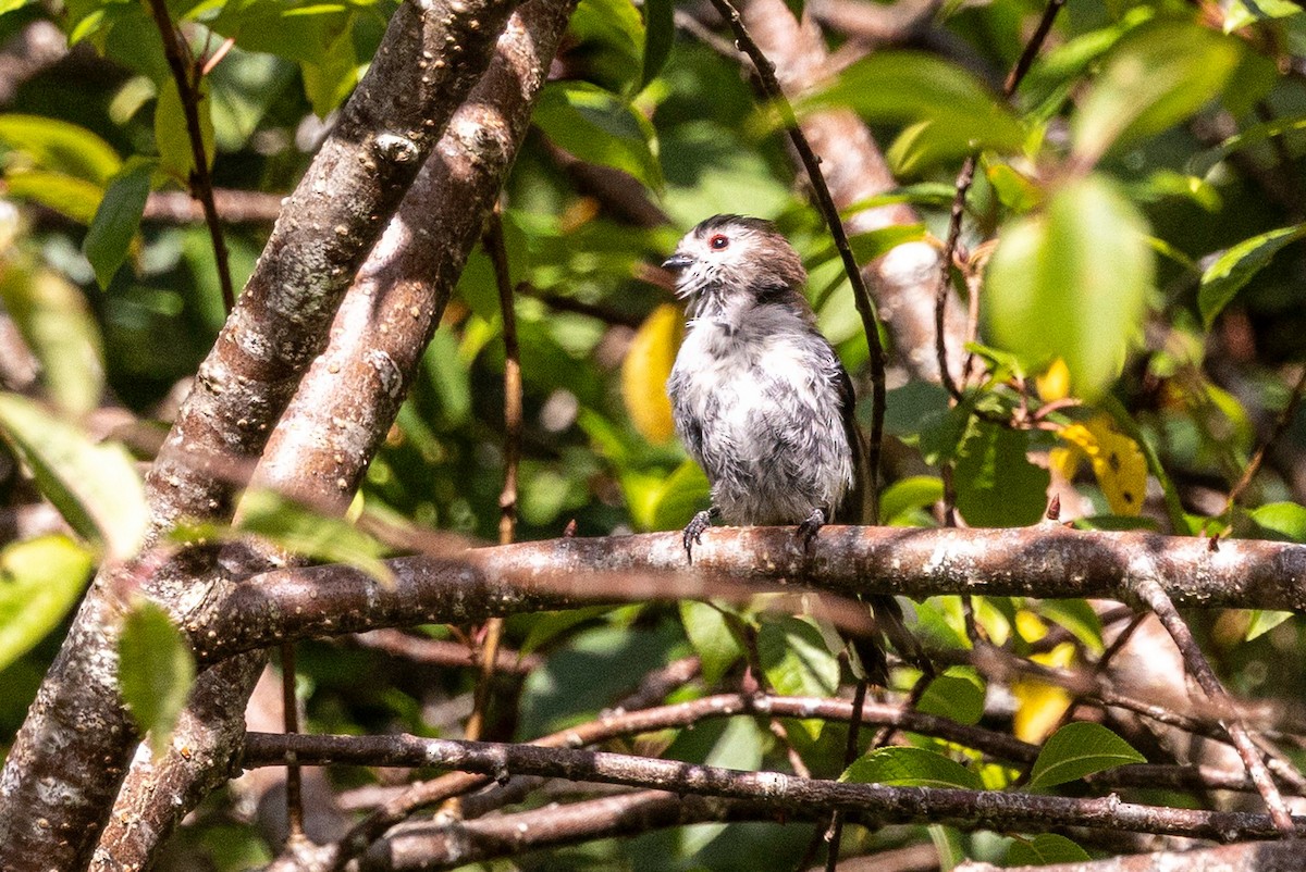 Long-tailed Tit - ML641504307
