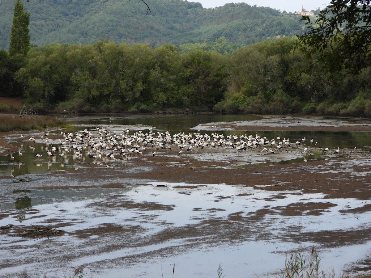 White Stork - ML641504309