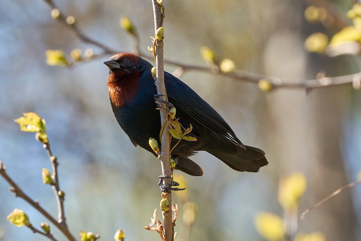 Chestnut-capped Blackbird - ML641504328
