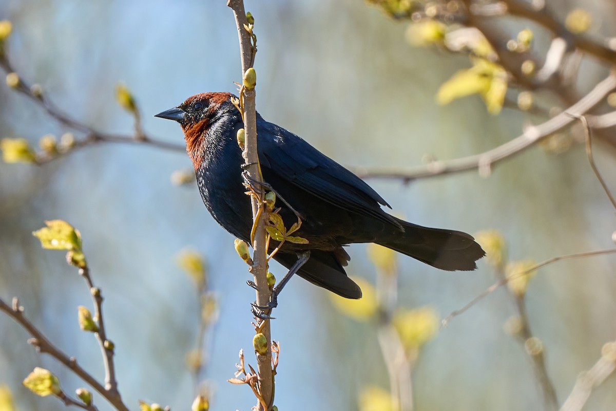 Chestnut-capped Blackbird - ML641504329