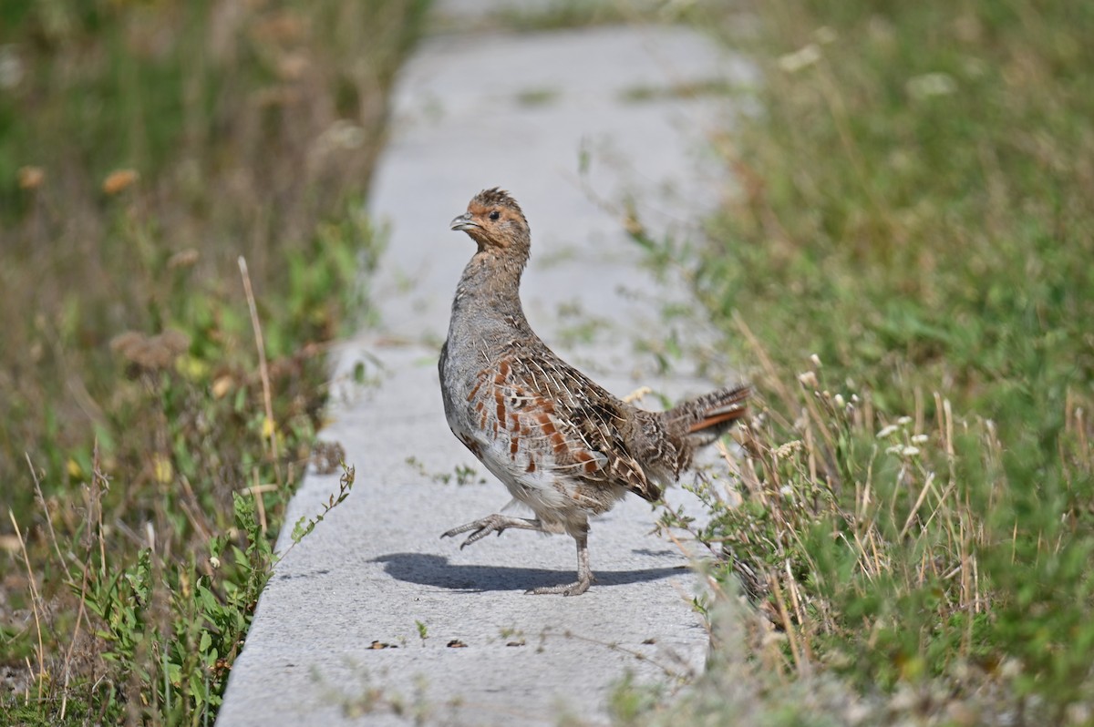 Gray Partridge - ML641504348