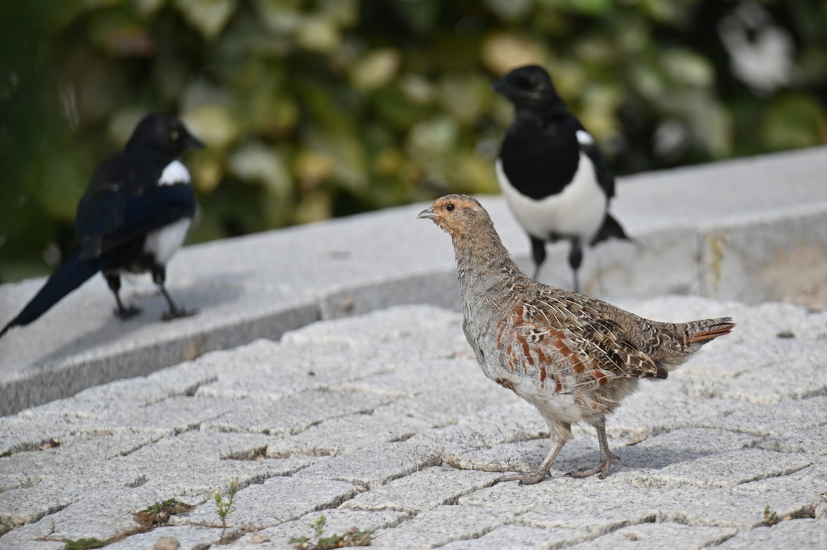 Gray Partridge - ML641504349