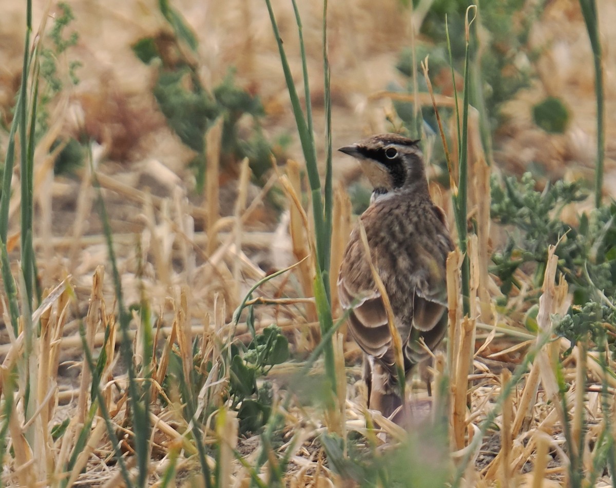Horned Lark - ML641504352