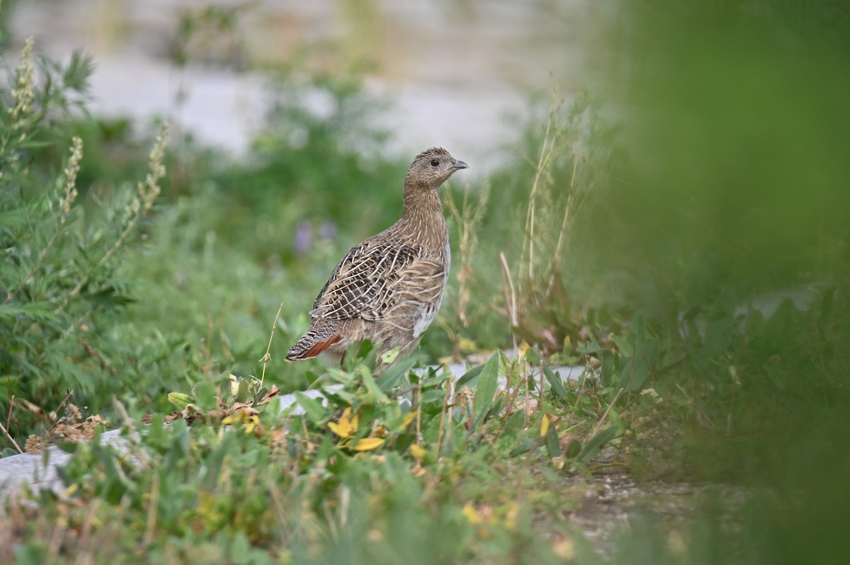 Gray Partridge - ML641504360