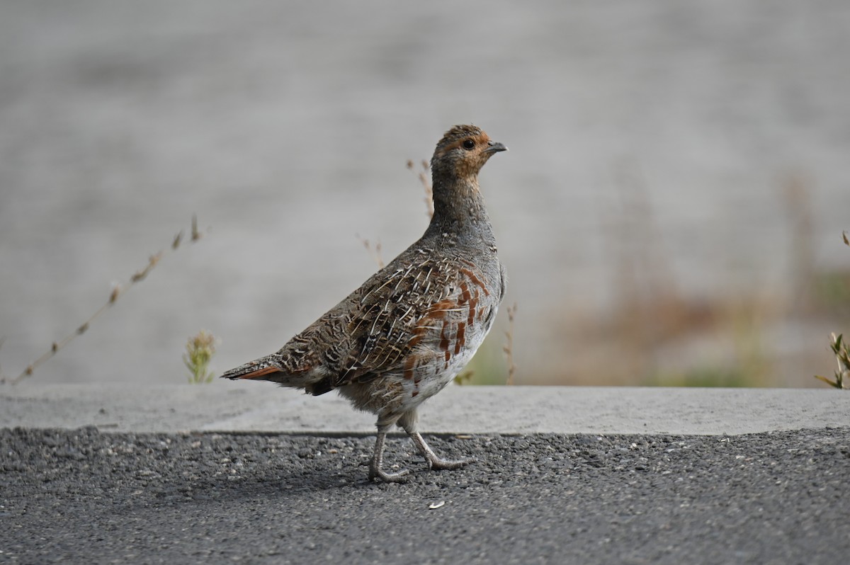 Gray Partridge - ML641504361