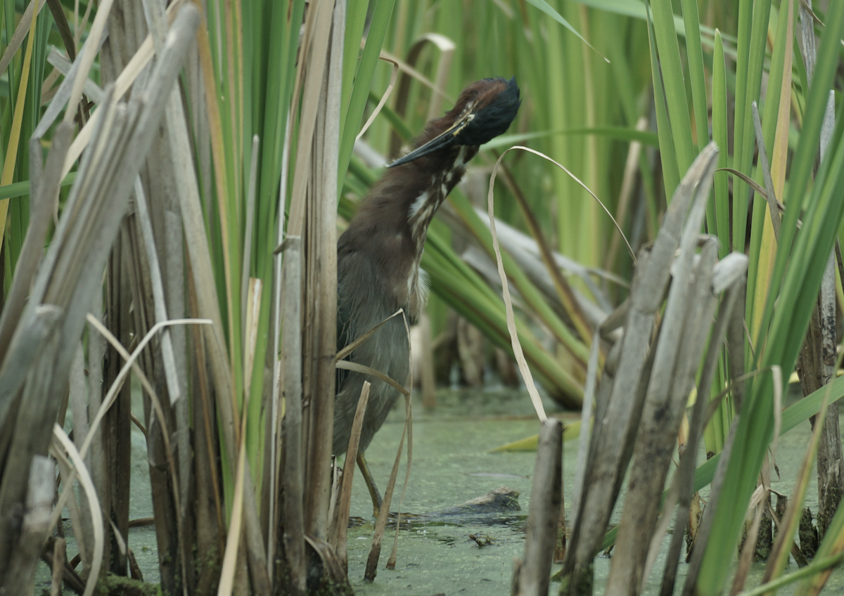 Green Heron - ML641504369