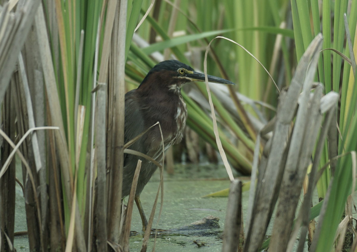 Green Heron - ML641504370