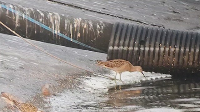 Ruff - ML641504384