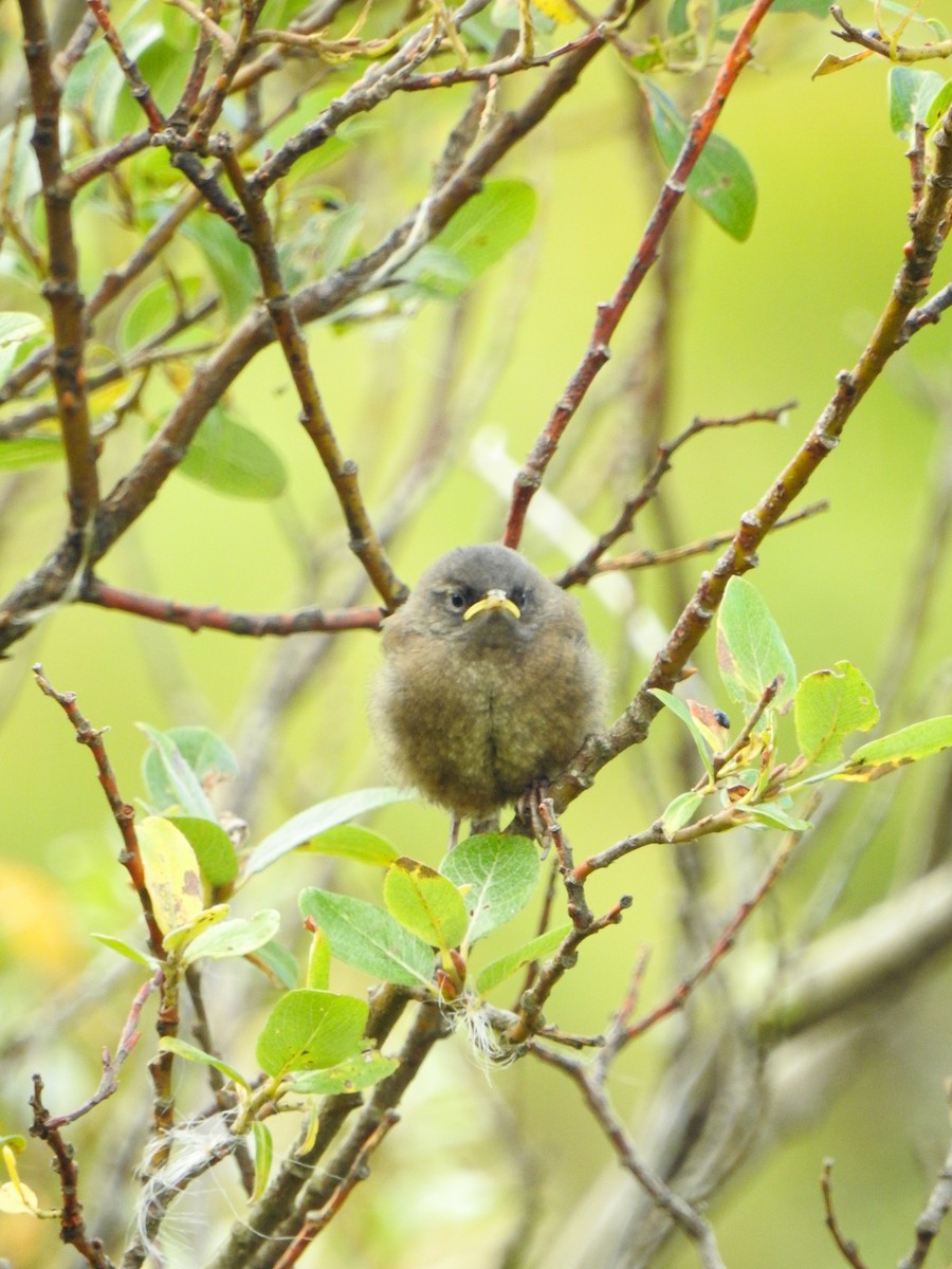 Eurasian Wren (Iceland) - ML641504433