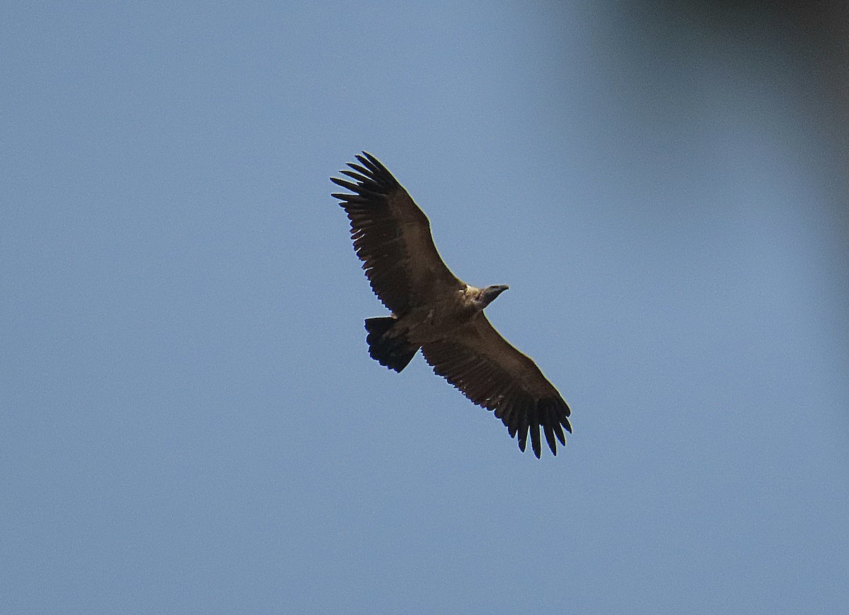 Cape Griffon - ML641504437