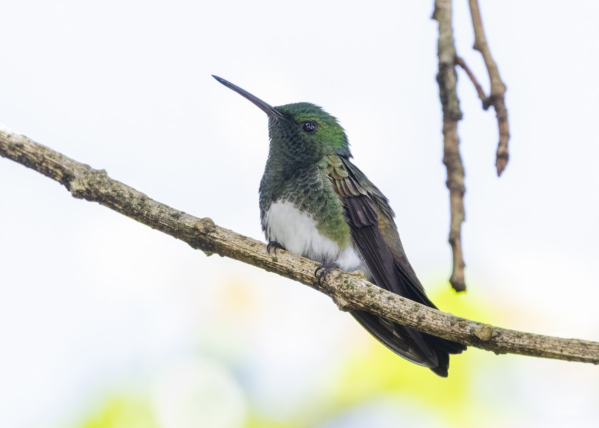 Snowy-bellied Hummingbird - ML641504439