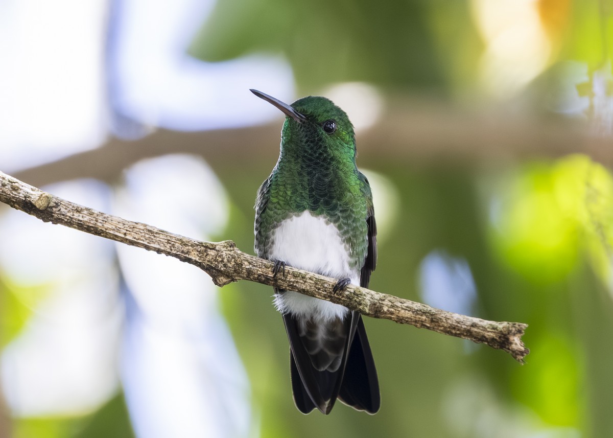 Snowy-bellied Hummingbird - ML641504440