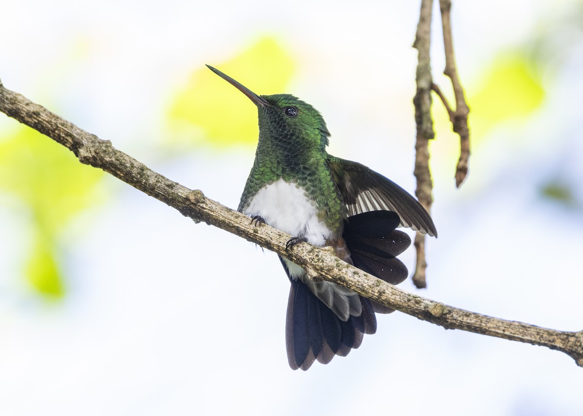 Snowy-bellied Hummingbird - ML641504441
