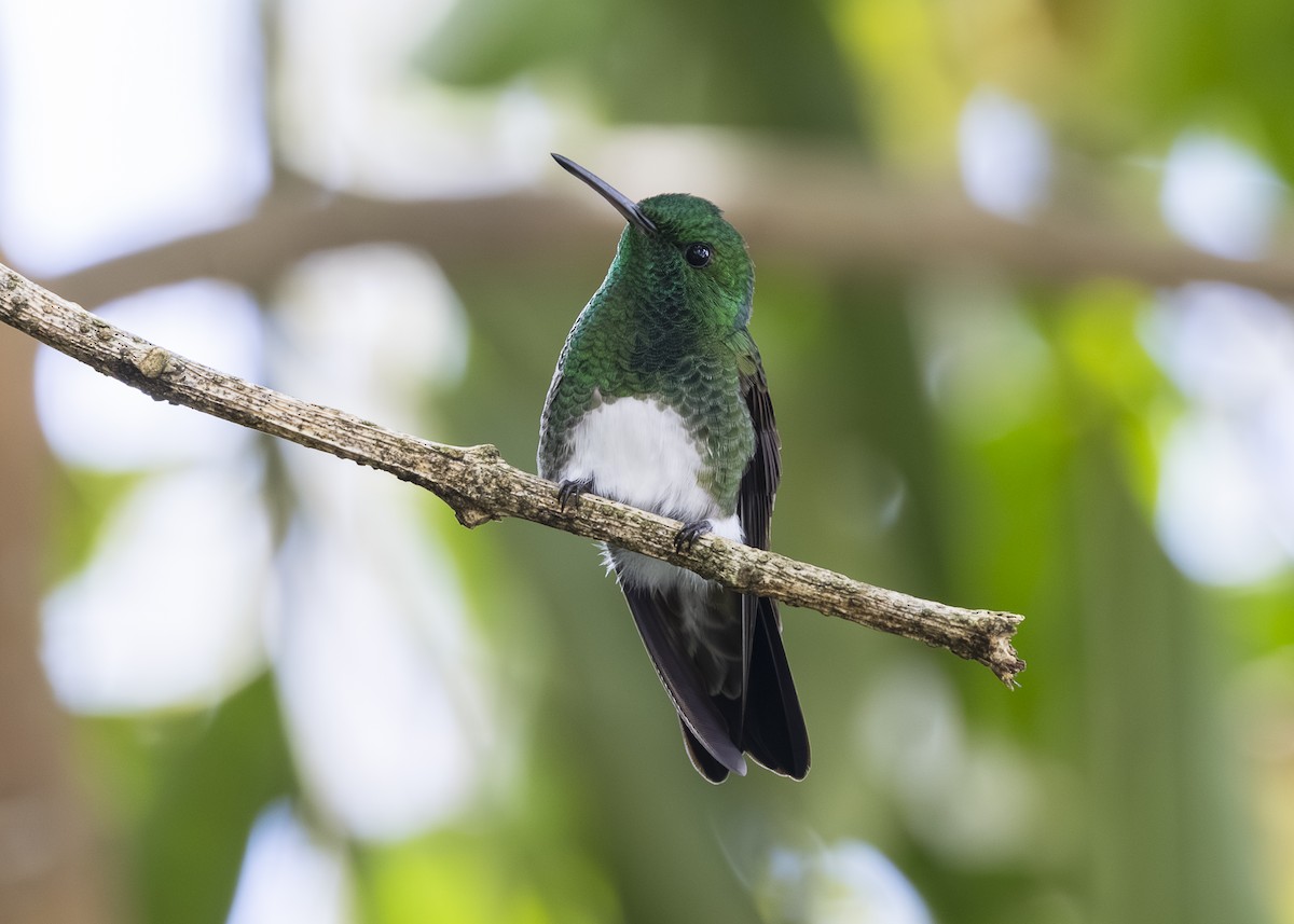 Snowy-bellied Hummingbird - ML641504442