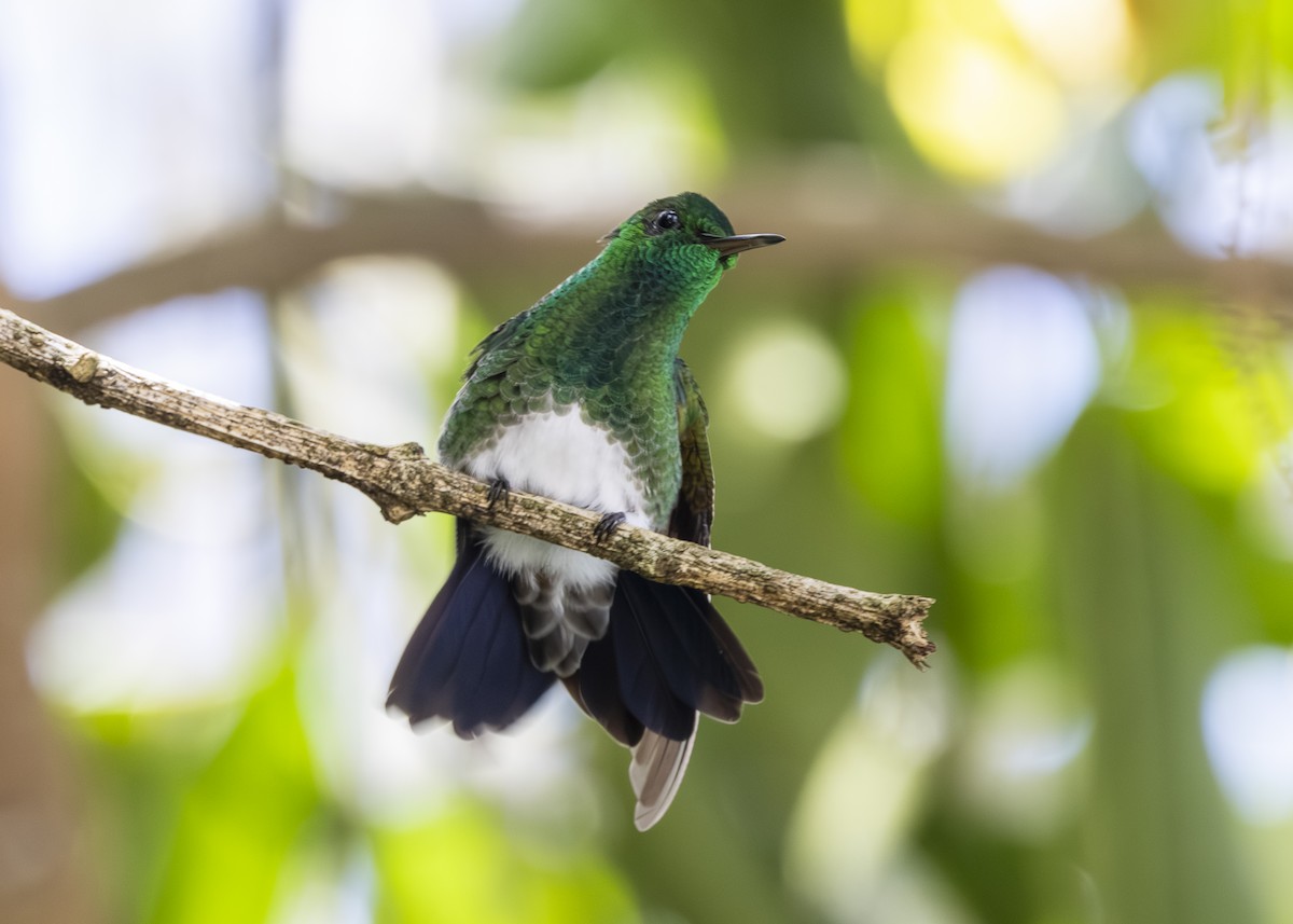 Snowy-bellied Hummingbird - ML641504443