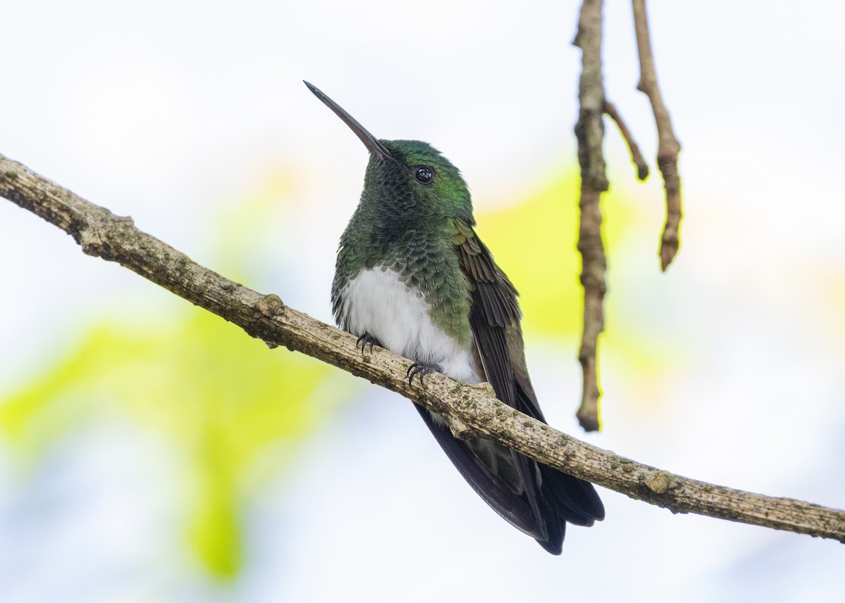 Snowy-bellied Hummingbird - ML641504444