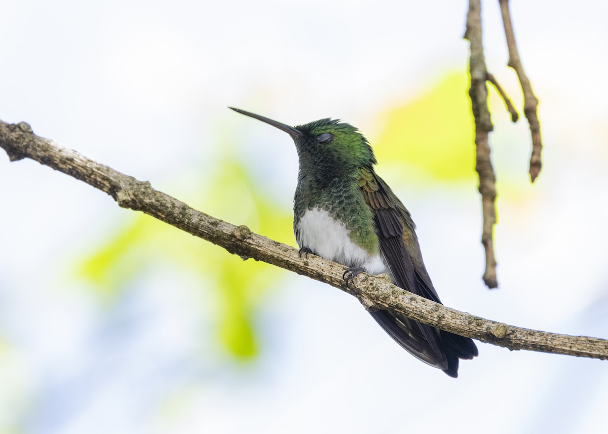 Snowy-bellied Hummingbird - ML641504445