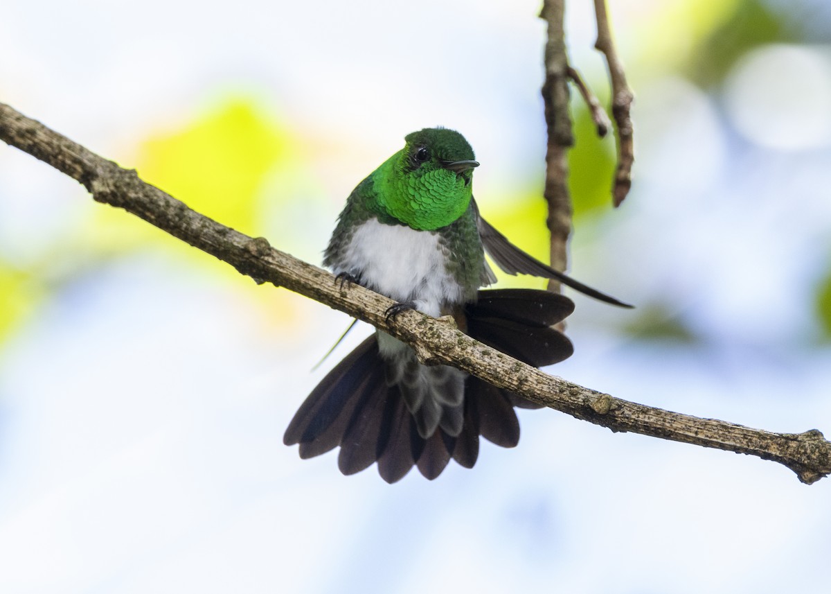 Snowy-bellied Hummingbird - ML641504446