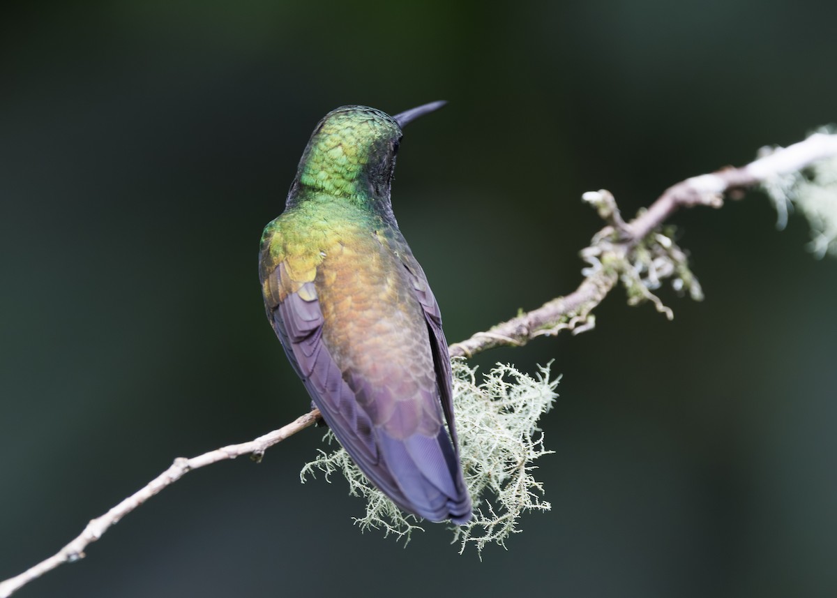 Snowy-bellied Hummingbird - ML641504447